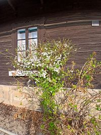 prvé jarné kvietky a okno