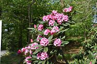 rododendron