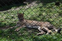 gepard