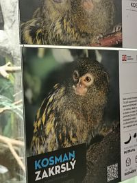 kosman zakrslý