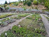 v dolnej časti za vstupom sú rastlinky určené na predaj