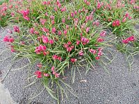 množstvo tulipánov