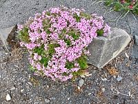 rozrastená skalnička