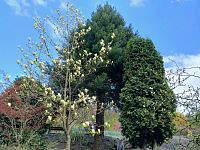 aj stromy sú zastúpené v arborete