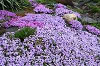 ružová a fialová nádhera