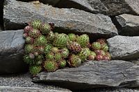 niektoré rastlinky rastú aj v takýchto podmienkach