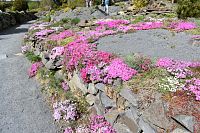 rozkvitnuté arburetum