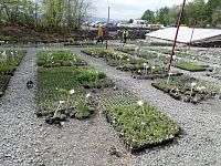 možnosť vybrať si a zakúpiť nejakú kvetinu aj domov