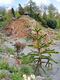 zaujímavý strom, časť kanónu pripravená na ďalšiu realizáciu, na vrchole malé altánky