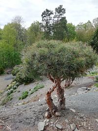 ďalší zakrslý strom