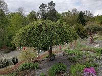 strom s veľkonočnou výzdobou