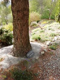 a obrovský sekvoj s popiskou