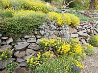 kvety v kamennom múriku