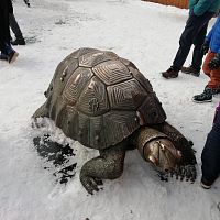 korytnačka mimo fontány, obľúbená "hračka" detí