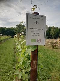 vinná réva stoja v zástupe