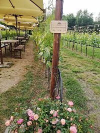 víno, ruže, stoly určené k posedeniu pri víne