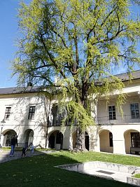 jeden zo stromov a prázdny bazén