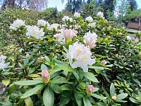 rozkvitnuté rododendróny