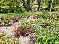 niektoré už kvitli