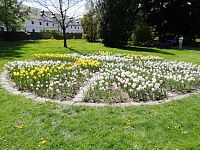 farebný záhon tulipánov