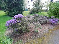 fialové rododendróny