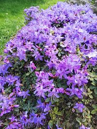 fialový rododendrón