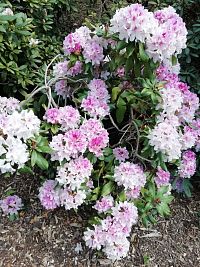 pestrofarebný kvitnúci rododendron