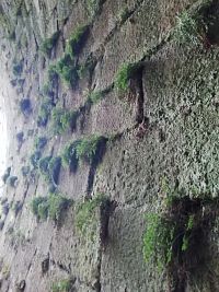 začiatok tunela obrastený zeleňou