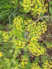 trocha jarnej prírody