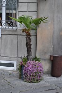 palma a kvety zdobia námestia