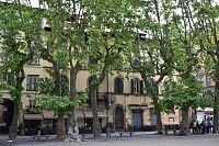 stromy lemujú námestie z troch strán