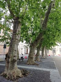 platany zdobia námestie