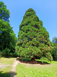sekvojovec mamutí