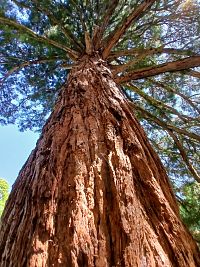 sekvojovec mamutí - detil kôry
