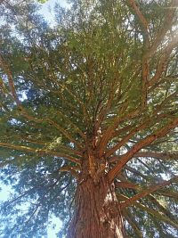 sekvojovec mamutí s výškou 49 m