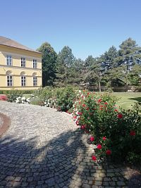 rad červeno-bielych ruží