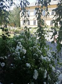 rad bielych ruží pred kaštieľom