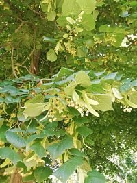 kvitnúca lipa v parku