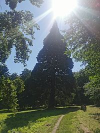 sekvojovec - zasadený roku 1863