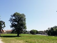 samostatne stojaci strom