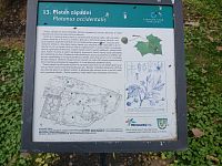 popiska k platanu západnému