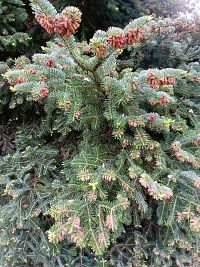 detail smreka pichľavého