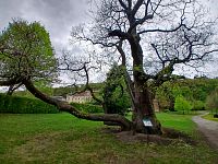 gaštanovník siaty (ľudovo gaštan jedlý)