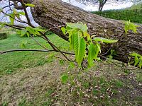 listy gaštana jedlého