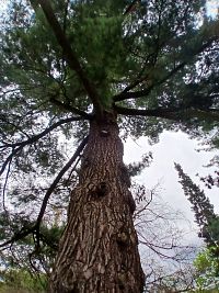 borovica vejmutovka pochádza z východnej časti severnej Ameriky