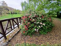 rôznofarebné kríky