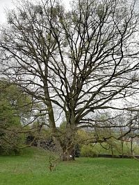 dub veľkokvetý pochádza z Kavkazu