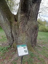 popiska dub veľkokvetý