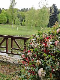 kvety, jazierko, stromy