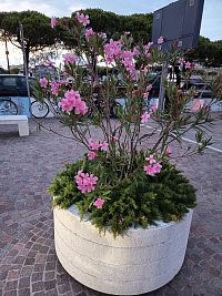 výzdoba v kvetináči